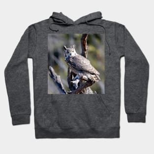 Great Horned Owl Hoodie